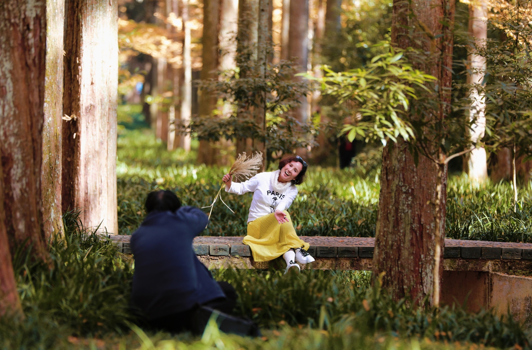 靖州：千亩水杉染冬色，金色林海醉游人