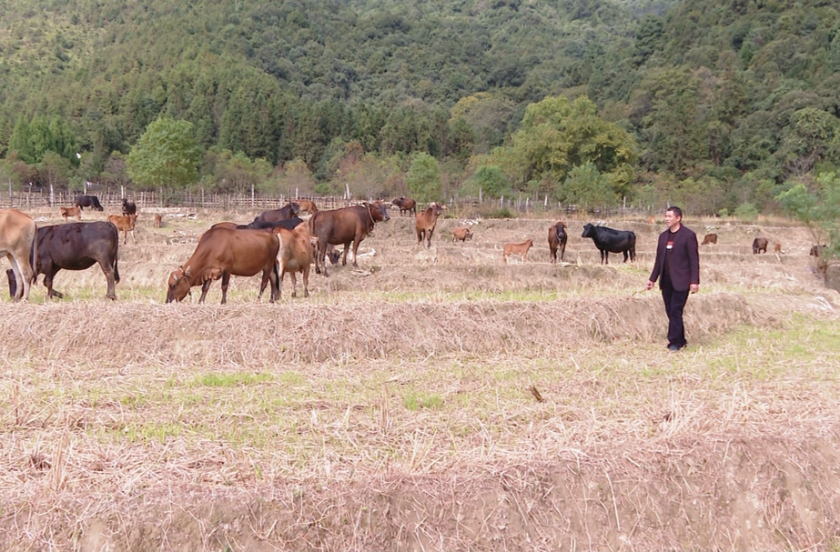 汝城湘南黄牛荣获中国绿色食品发展中心认证