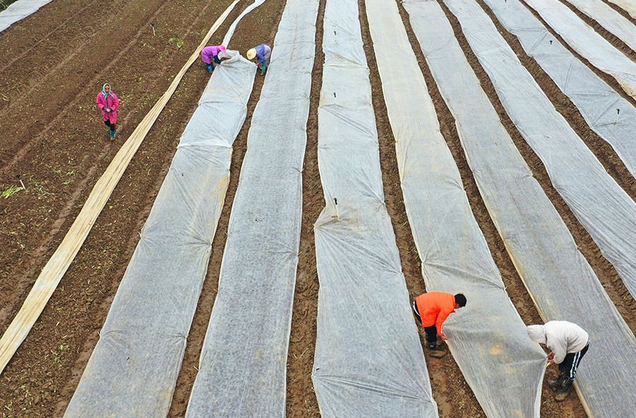 蔬菜覆膜  防冻御寒