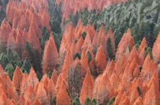 视频 | 炎陵神农谷红衫林风景美如画