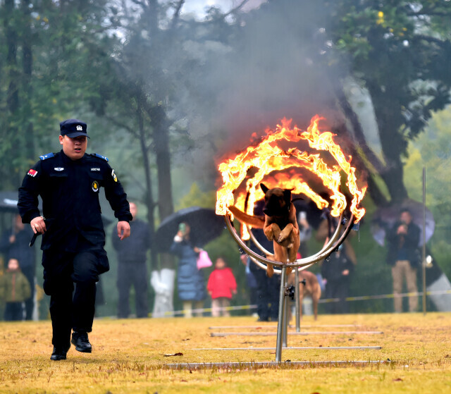警犬搜毒扑咬帅翻天！这场研学活动超酷