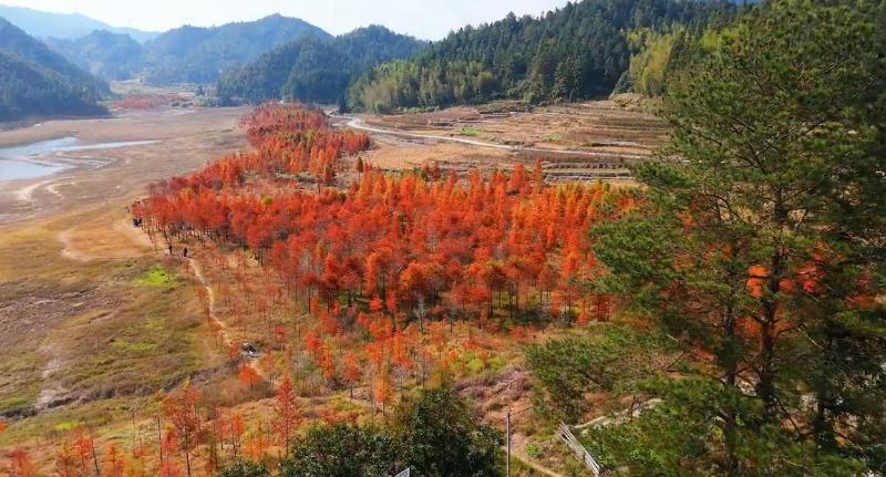 组图 | 汝城“小赛里木湖”的水杉红了