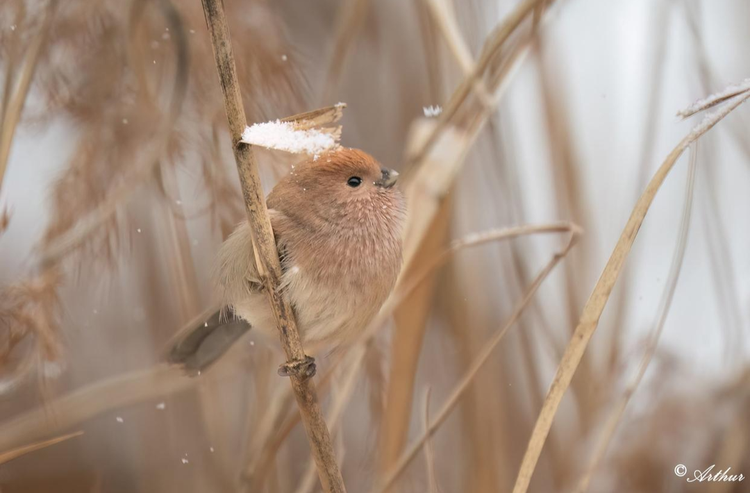雪后翠湖，鸟中“毛团子”来赏雪啦！
