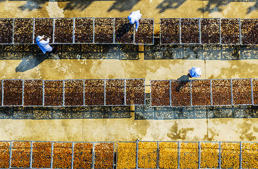 Tongdao Boosts Traditional Chinese Medicinal Herbs Industry