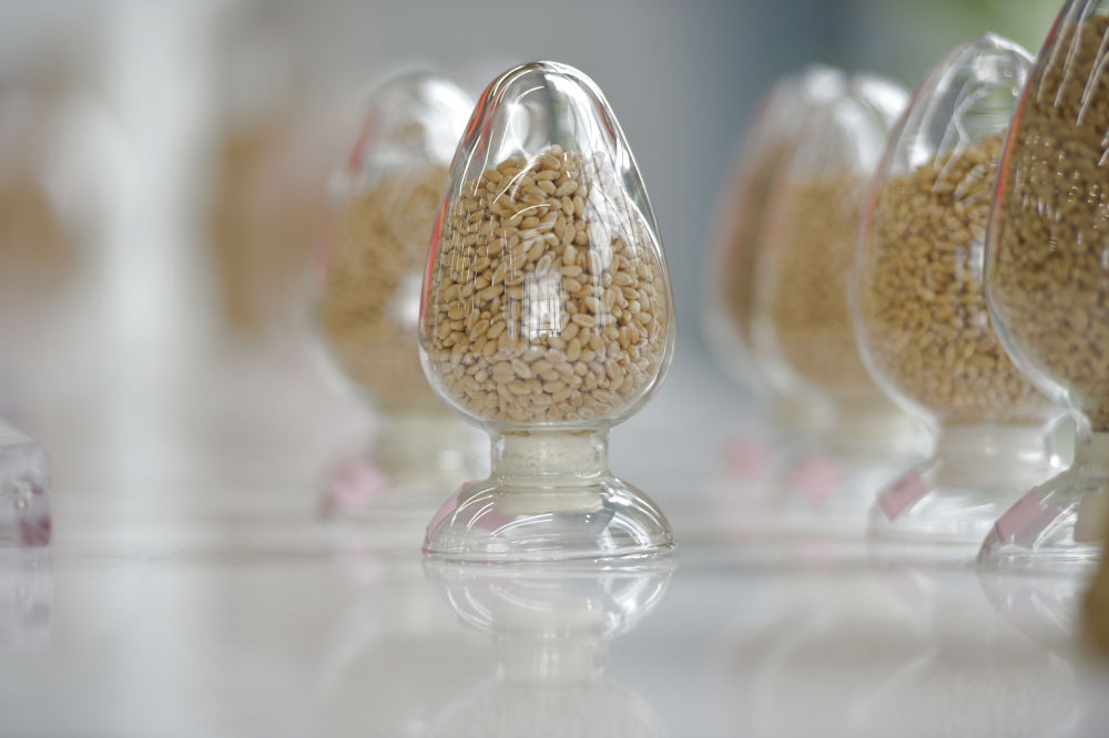 新华鲜报·“十四五”发展亮点|端稳中国饭碗！农作物自育品种超95%