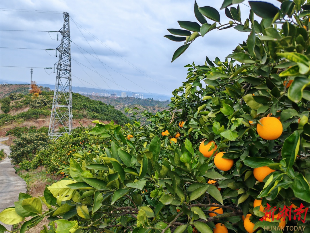 逢爷山上遇见橙