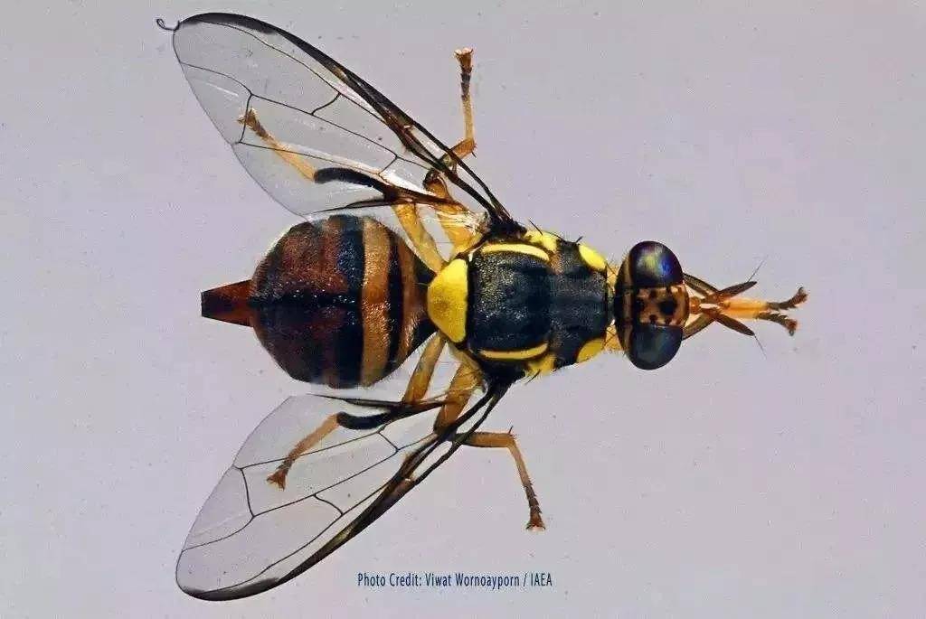 橘小实蝇最完整基因组图谱发布