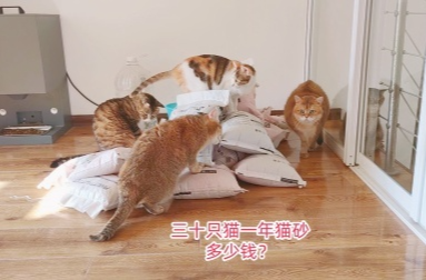 楼上频繁冲猫砂致楼下反水受损！法院判其赔偿10万余元