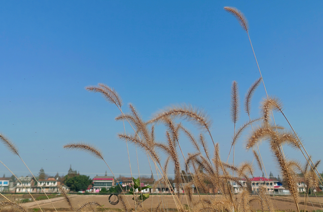 那丛小草让我触动