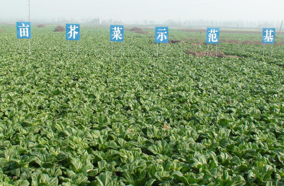 邮储银行岳阳分行：金融“及时雨”润泽沃野 助力特色种植喜迎丰收