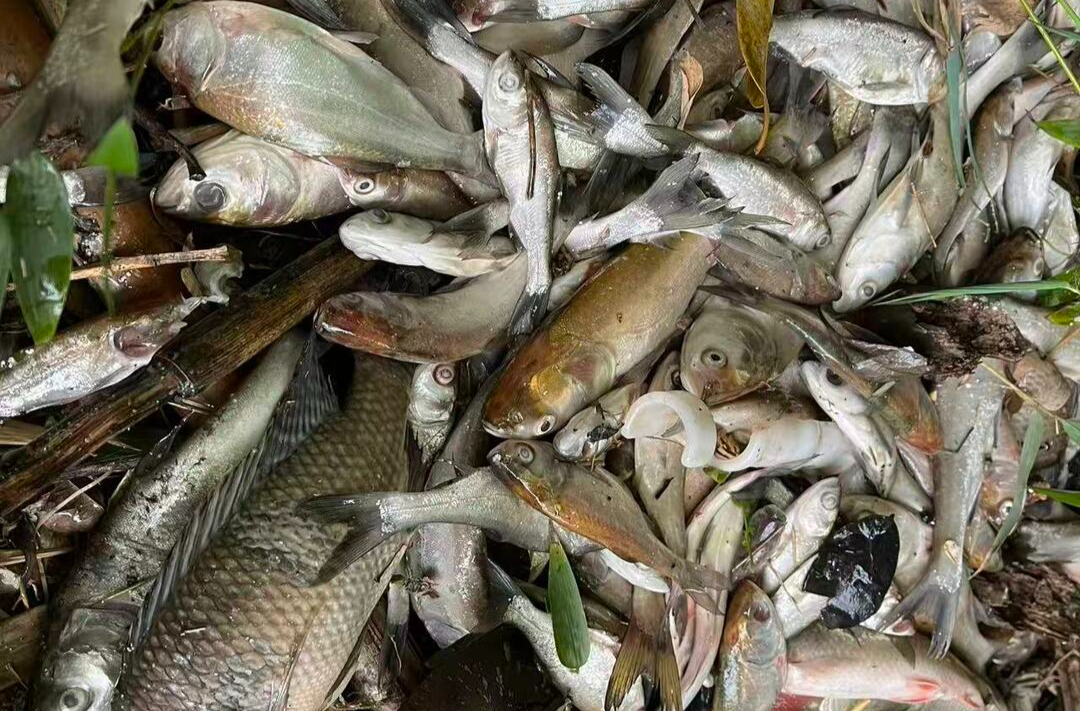 记者行动∣施工水泥砂浆意外流入鱼塘，近千公斤鱼苗死亡引纷争