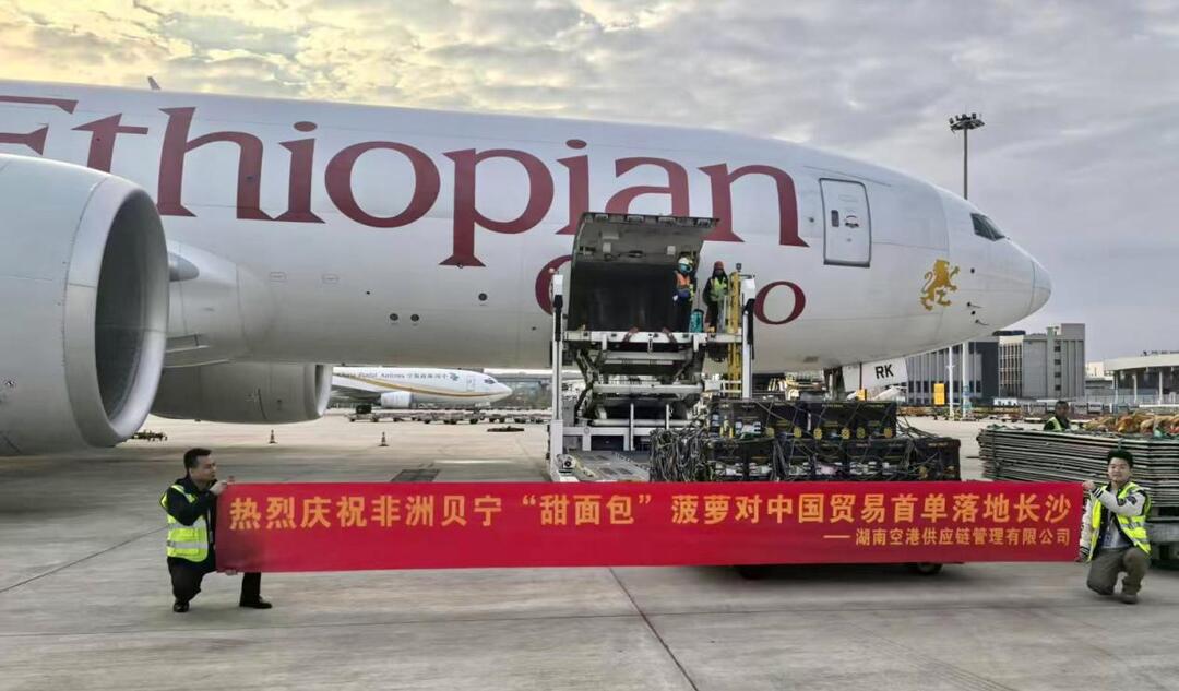 17小时跨洲鲜达 非洲贝宁“甜面包”菠萝首单落地长沙