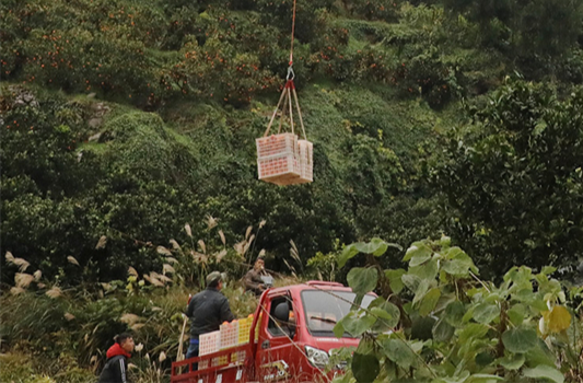 Drones Assist in Navel Orange Transportation