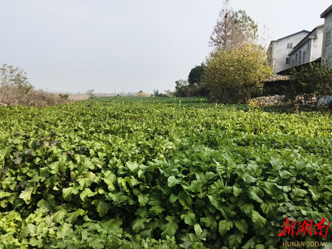 临湘江南镇：万亩腊菜映花海 农旅融合绘就新图景