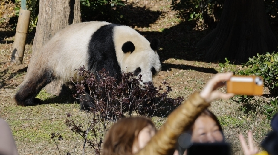 旅日大熊猫即将回国 日本民众排队送别