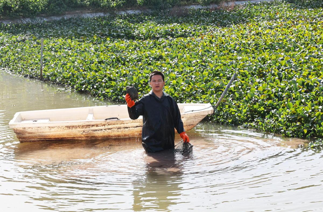吃在湘潭丨“南苹甲鱼”：湘潭餐桌上的“硬菜”新篇