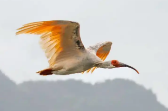 朱鹮保护创新联盟深化科研保护协作