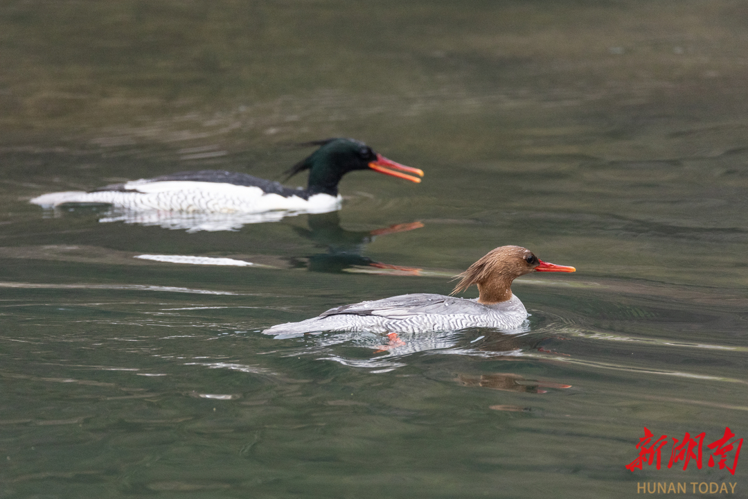 如约！121只中华秋沙鸭连续19年飞抵桃源越冬