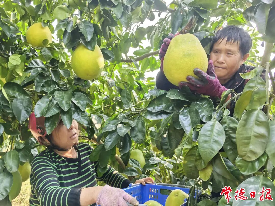 临澧：庭院香水柚美了乡村富了民