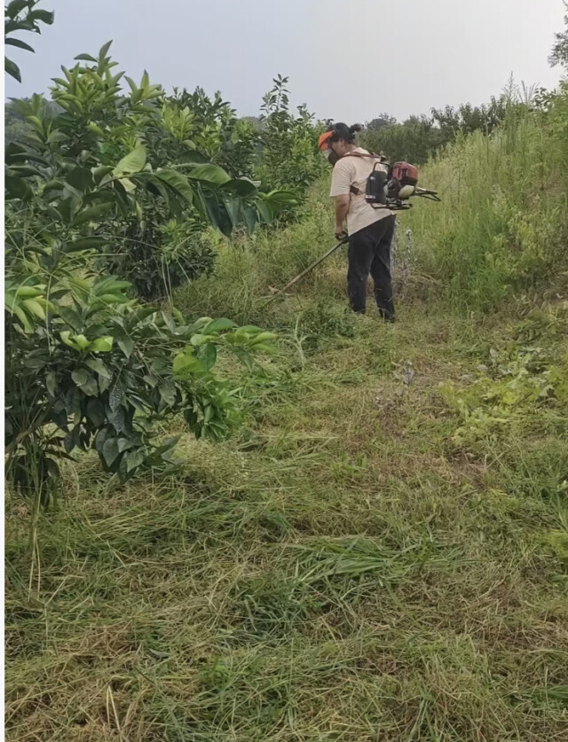 刘美玉：荒山变“金山” 的巾帼新农人