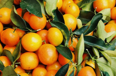 杨胜陶：带领10万乡亲种柑橘致富