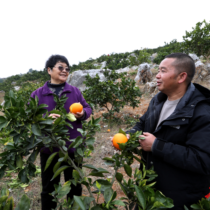 从支教课堂到万亩橙园，“支教奶奶”周秀芳的爱心之路有了新方向