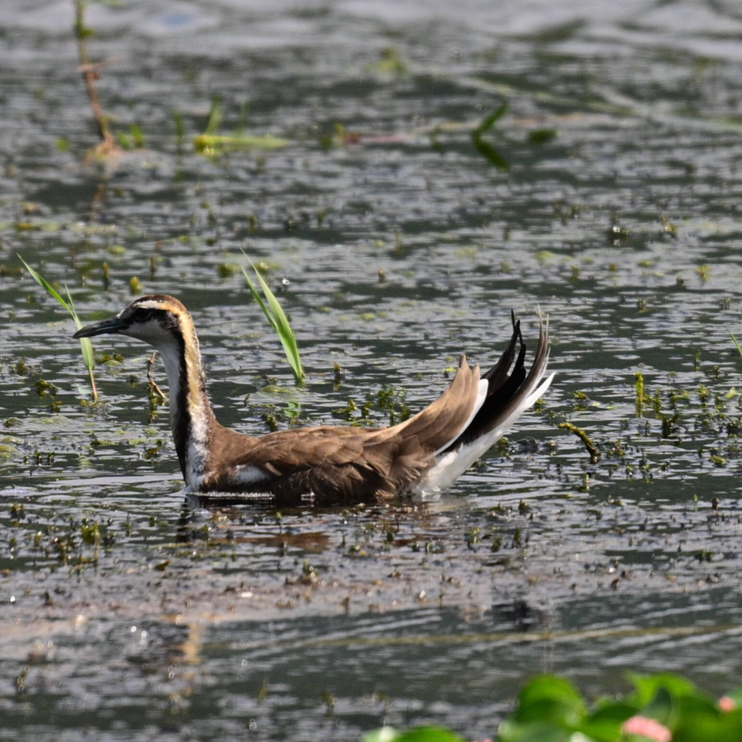 怀化：珍稀鸟类云集 绘就生态新画卷