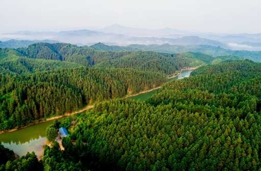 创新推广“林+油”立体种植@湖南日报