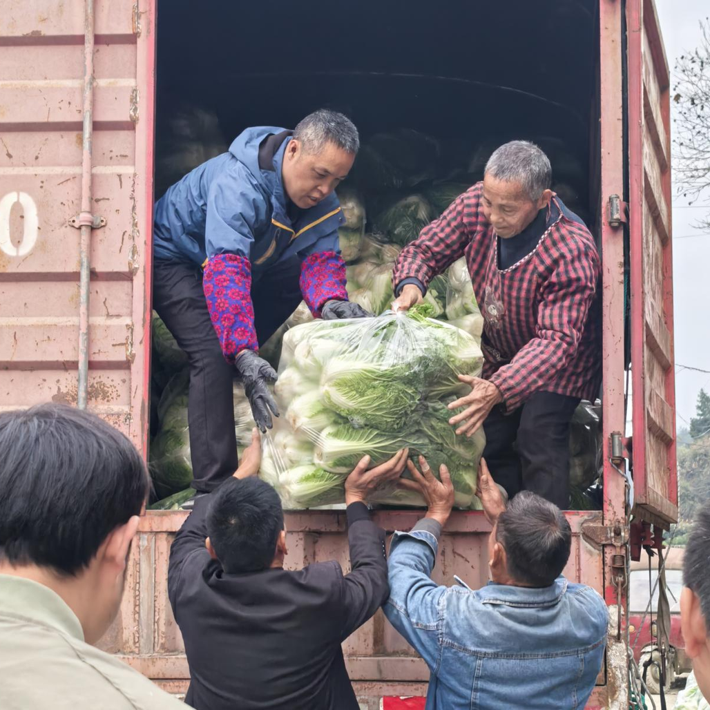 寒风里的“暖心搬运工”！吉首结联村党员助农抢收订单白菜