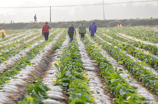 Farmers Busy Harvesting White Radishes to Ensure Market Supply