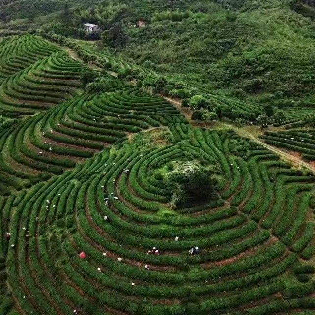 楚国良专栏|湘潭绿缘茶业赋