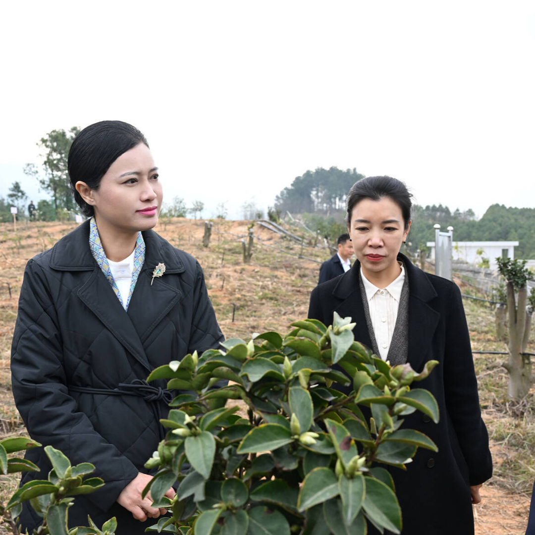 韦朝晖调研油茶产业发展