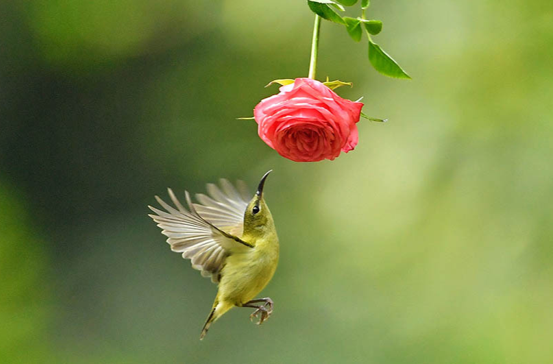 “花间精灵”太阳鸟