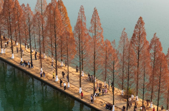 People Enjoy Metasequoia Tree Leaves in Changsha