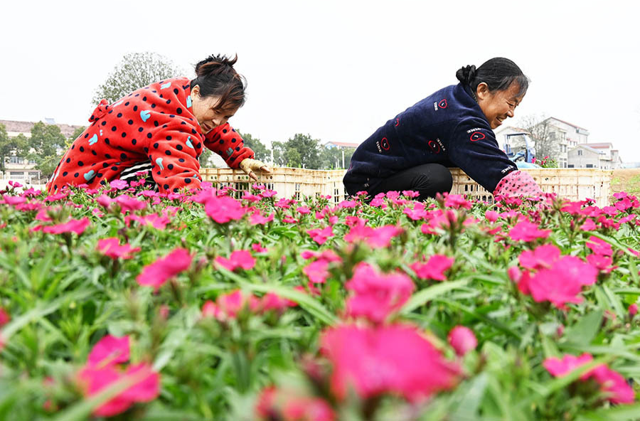 “双节”近 花卉“俏”