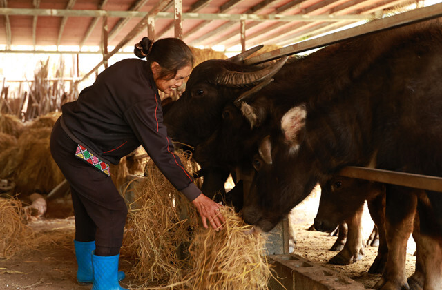 图片新闻│勤劳奔小康 牛牛来帮忙