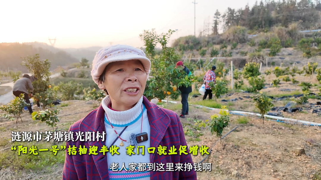 视频|涟源“阳光一号”桔柚迎丰收