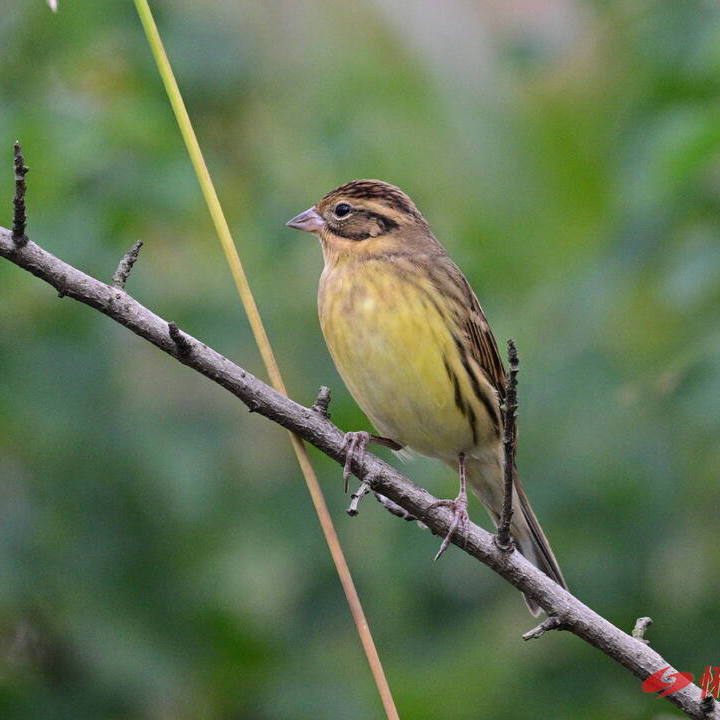 怀化：珍稀鸟类云集 绘就生态新画卷