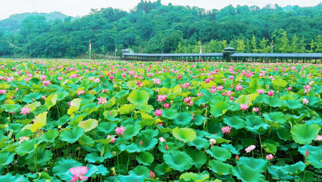 石山“蝶变”：“三步棋”下活“石头村”，走出“金山路”