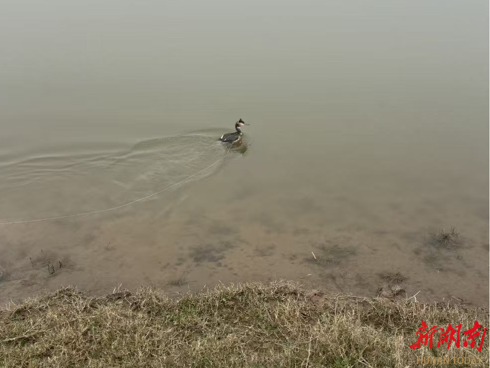 大通湖区警民携手救助受伤“国保”凤头鸊鷉