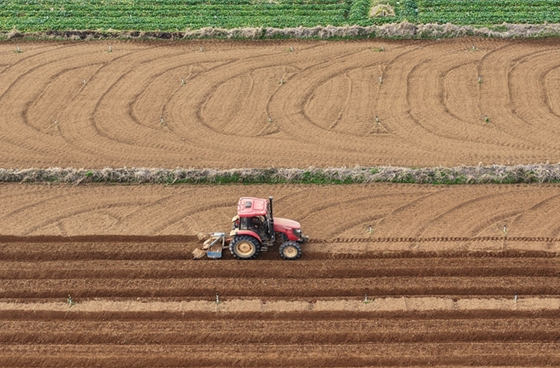 Farmers Busy with Agricultural Production as Dongzhi Solar Term Begins