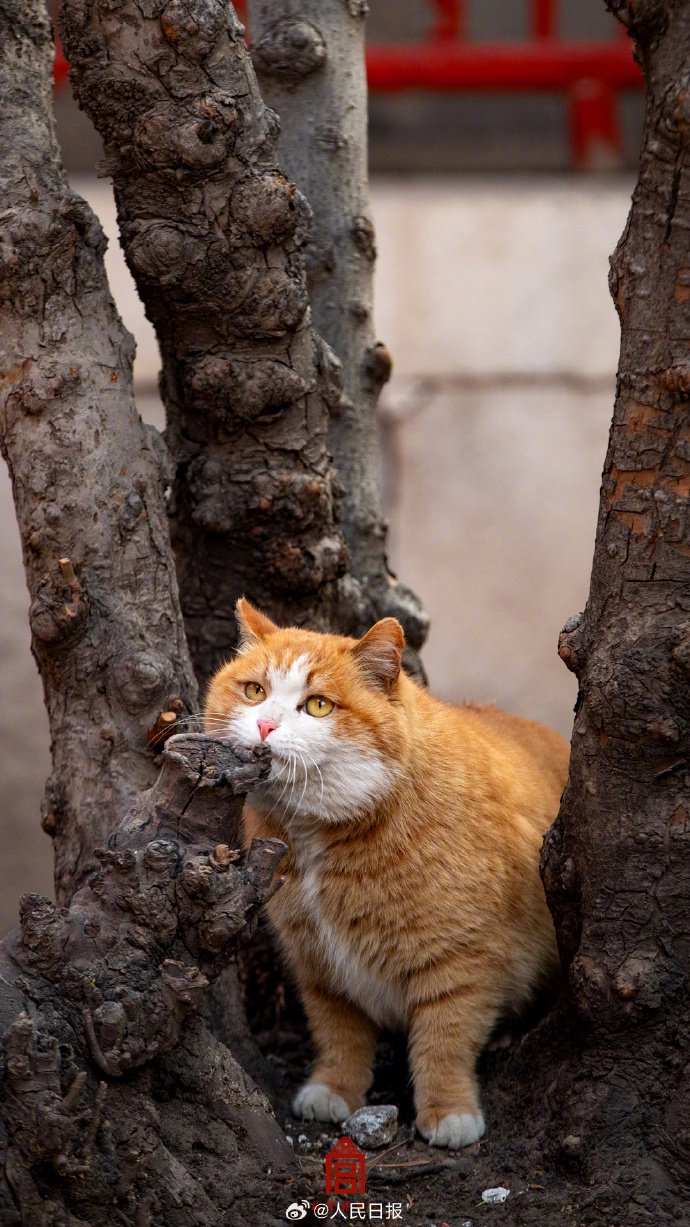 故宫猫咪壁纸上新