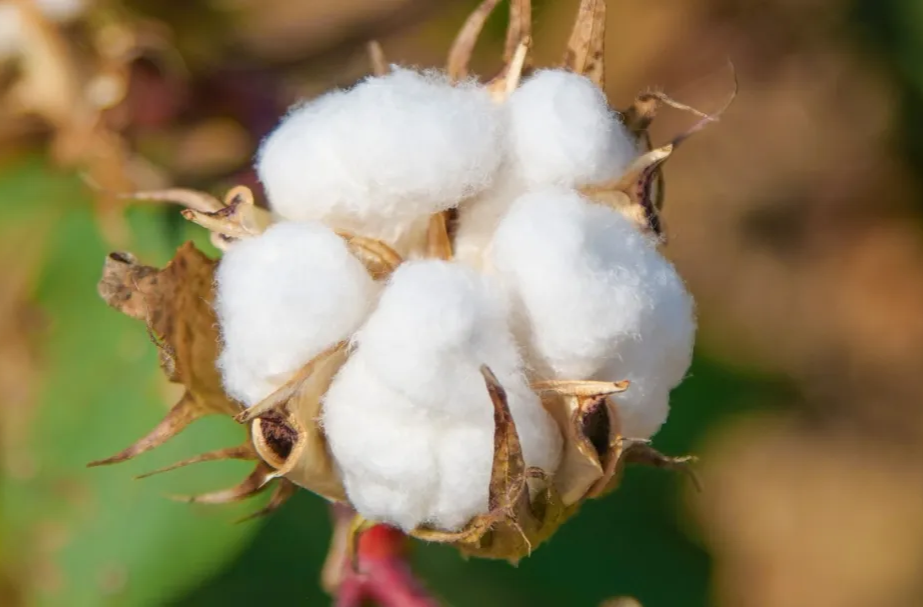 纯棉、全棉、100%棉区别在哪？为什么总是分不清？