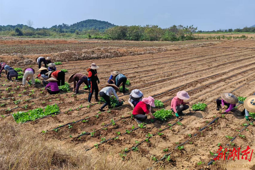 祁阳供港菜心为大湾区“菜篮子”添鲜