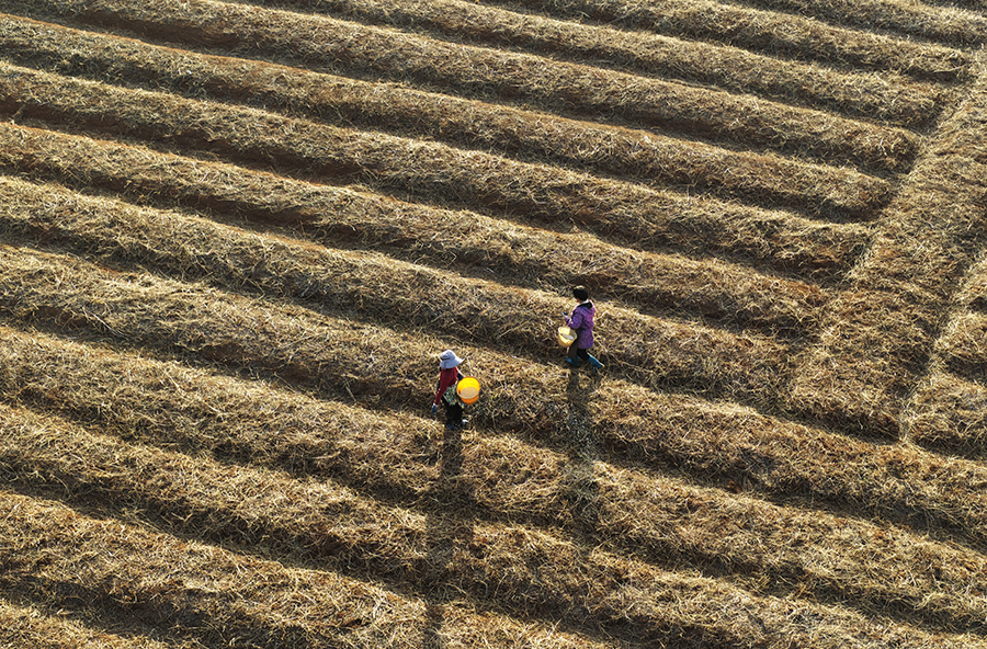 药香飘四方  增收有保障