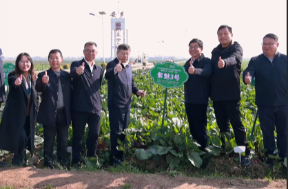 视频丨院士专家点赞安乡菜薹 