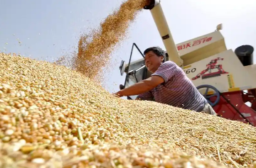 全国秋粮收购已超2亿吨