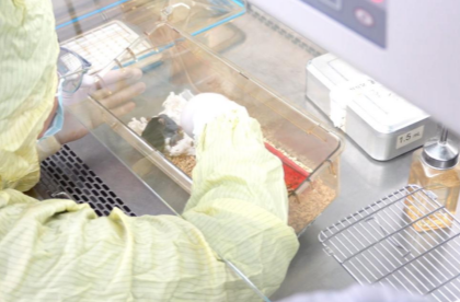 周末·科学丨中国太空鼠成功孕育幼仔