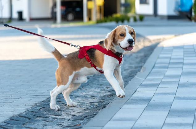 未拴绳大狗进店扑向女童！明年起，遛狗不拴绳可拘10天罚1000元→