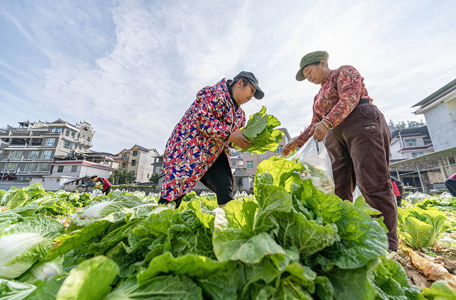 订单农业促双赢